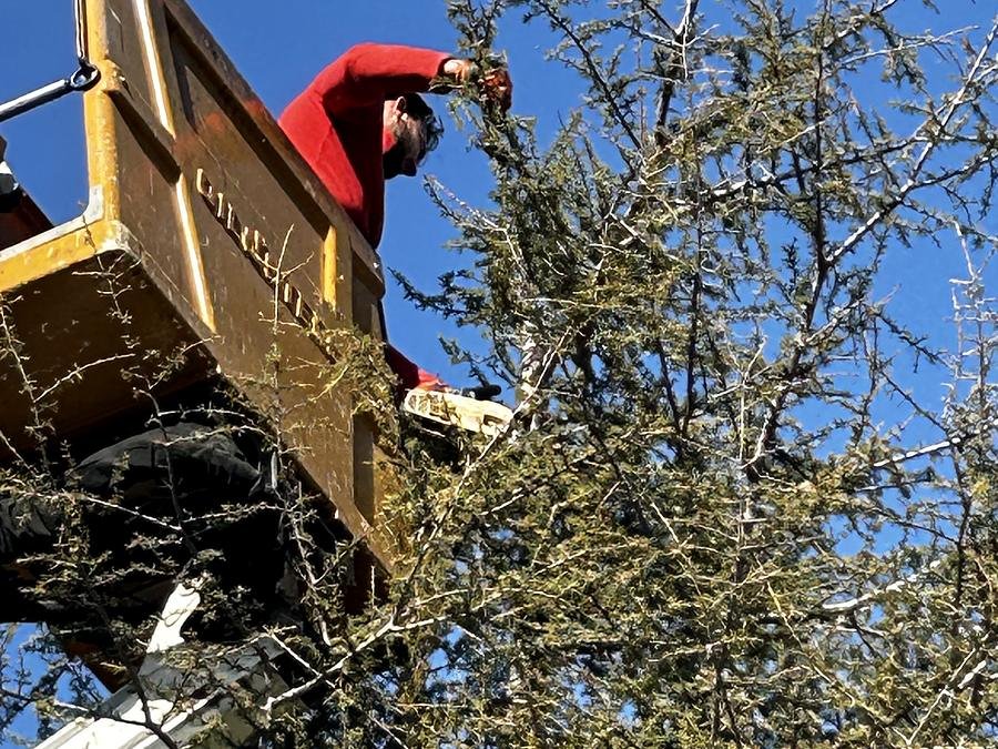 Ouvrier en nacelle dans un arbre